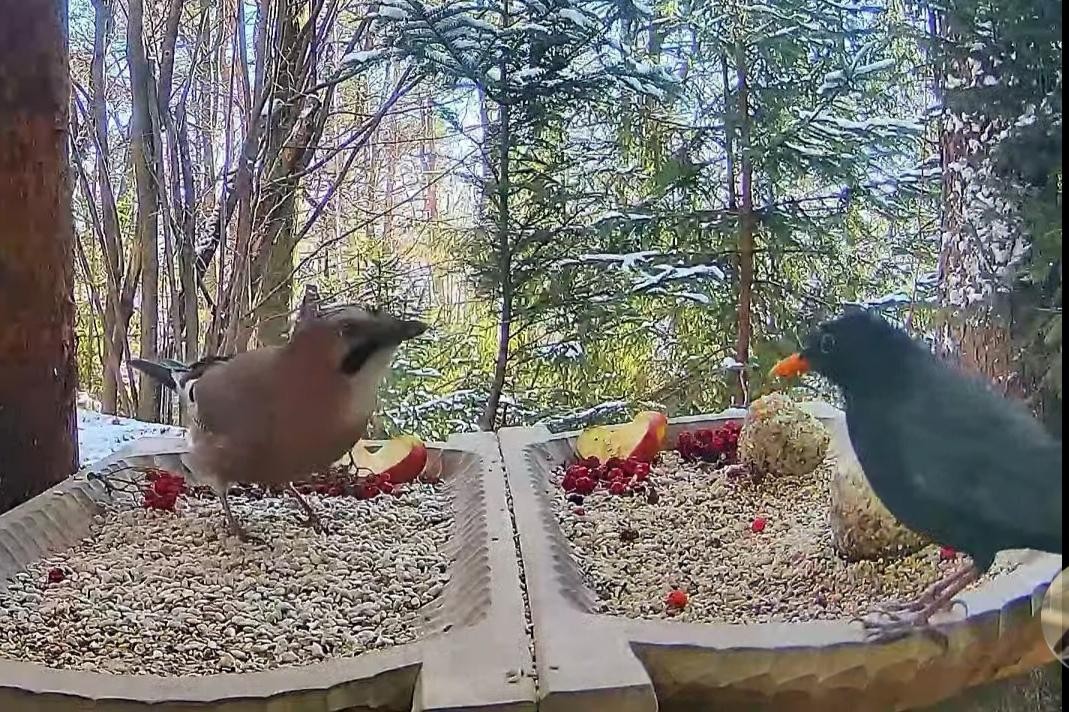 livebirdspoland_745827a5fa08d955d28d7d06e6a6735a.jpg