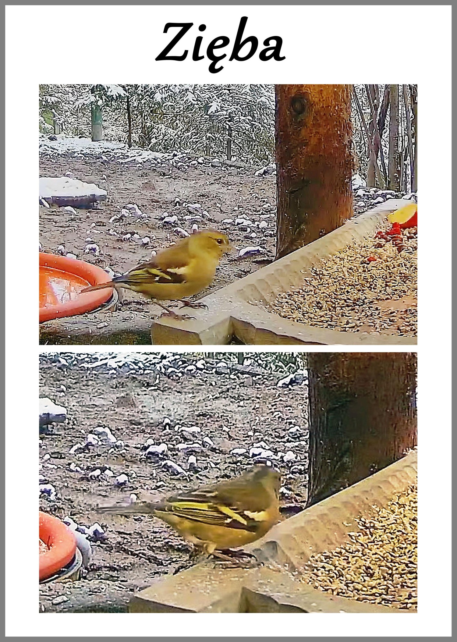 livebirdspoland_20c375a7a5e03d917dbbe2cd7c509a9b.jpg