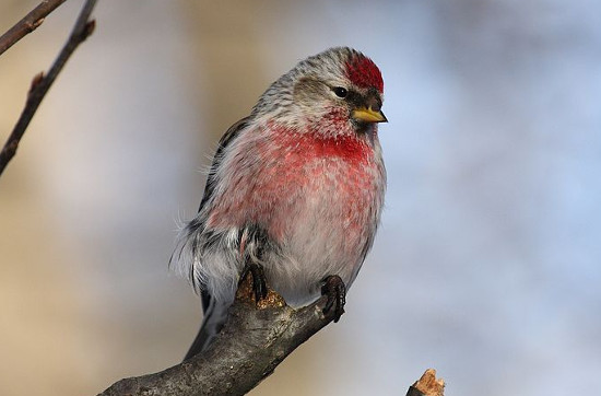 livebirdspoland_67b8b438ddfdfa88e6a3af34f0744f91.png