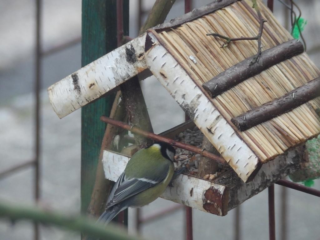 livebirdspoland_53545f23fb3b8cfea3f5cfb1eaa3355e.jpg