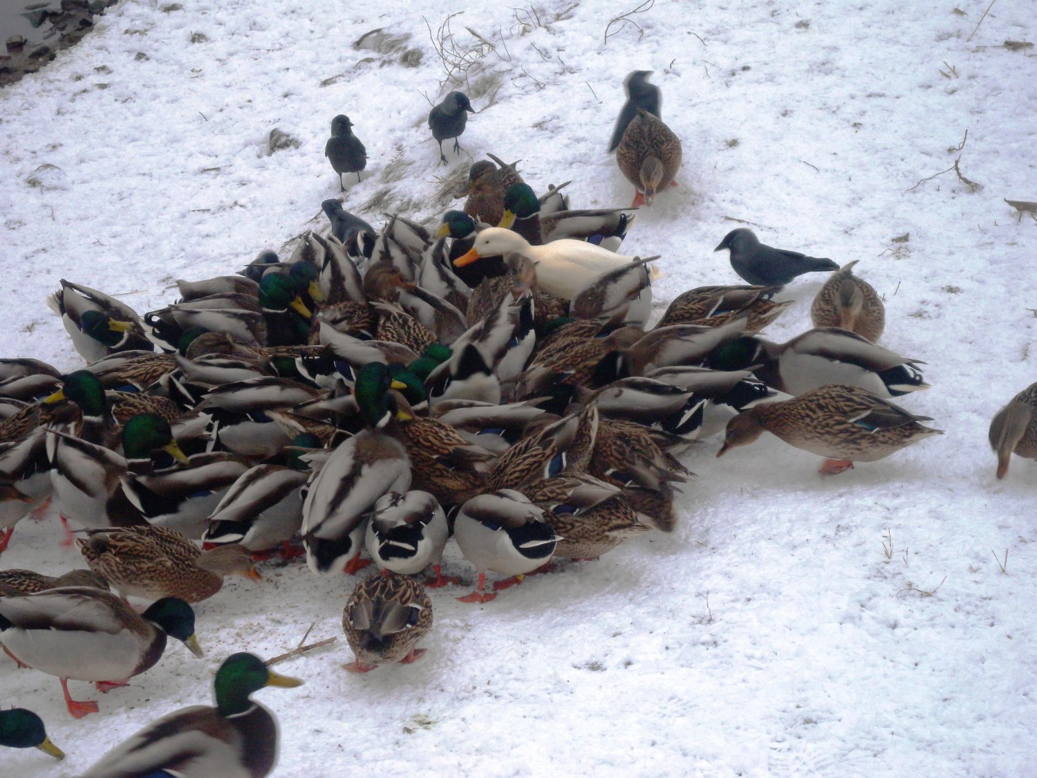 livebirdspoland_20fcceed8f403de160753ad399d1e2fc.jpg