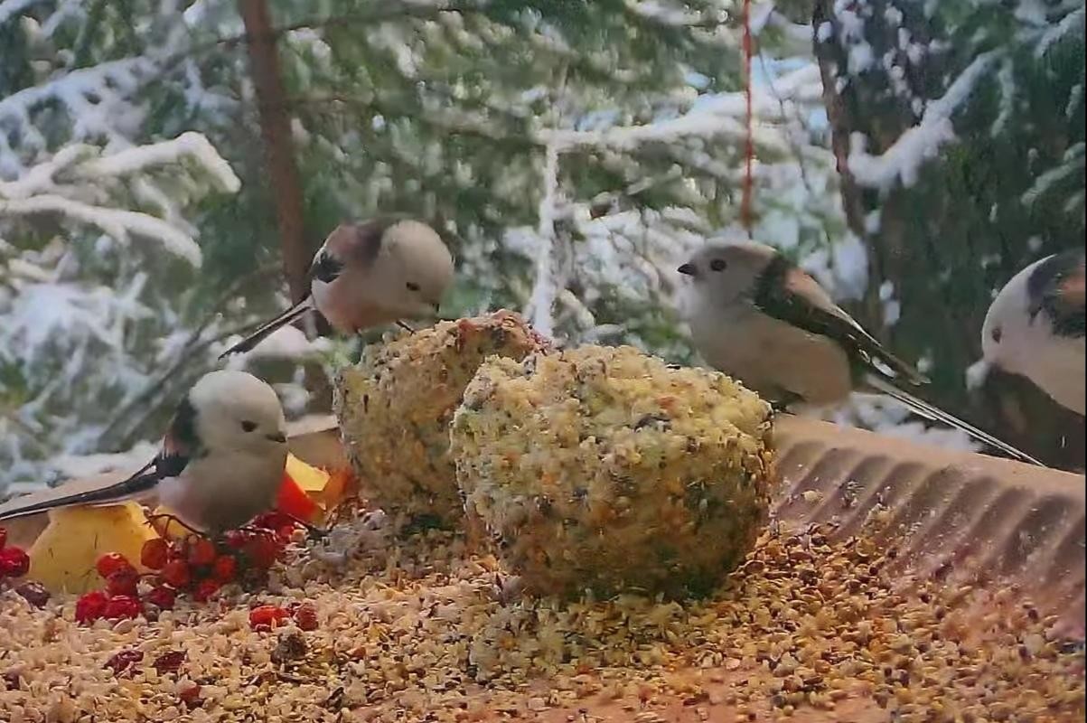 livebirdspoland_e3b4188d3c6d07db4aaef8eeafec2e6e.jpg