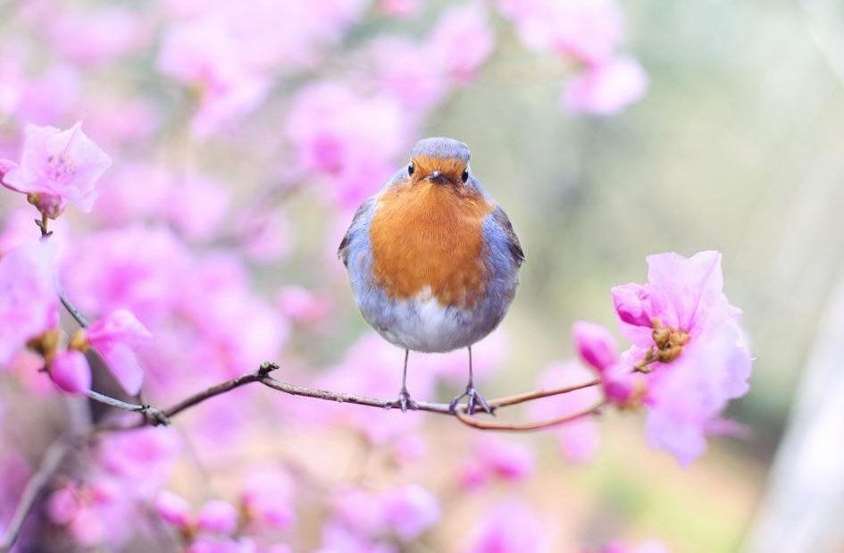 livebirdspoland_4ad3fde675c5c14873ecf857f4bb357e.jpg