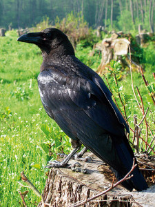 livebirdspoland_c99cddd280dccf5c34a634be4a485620.png