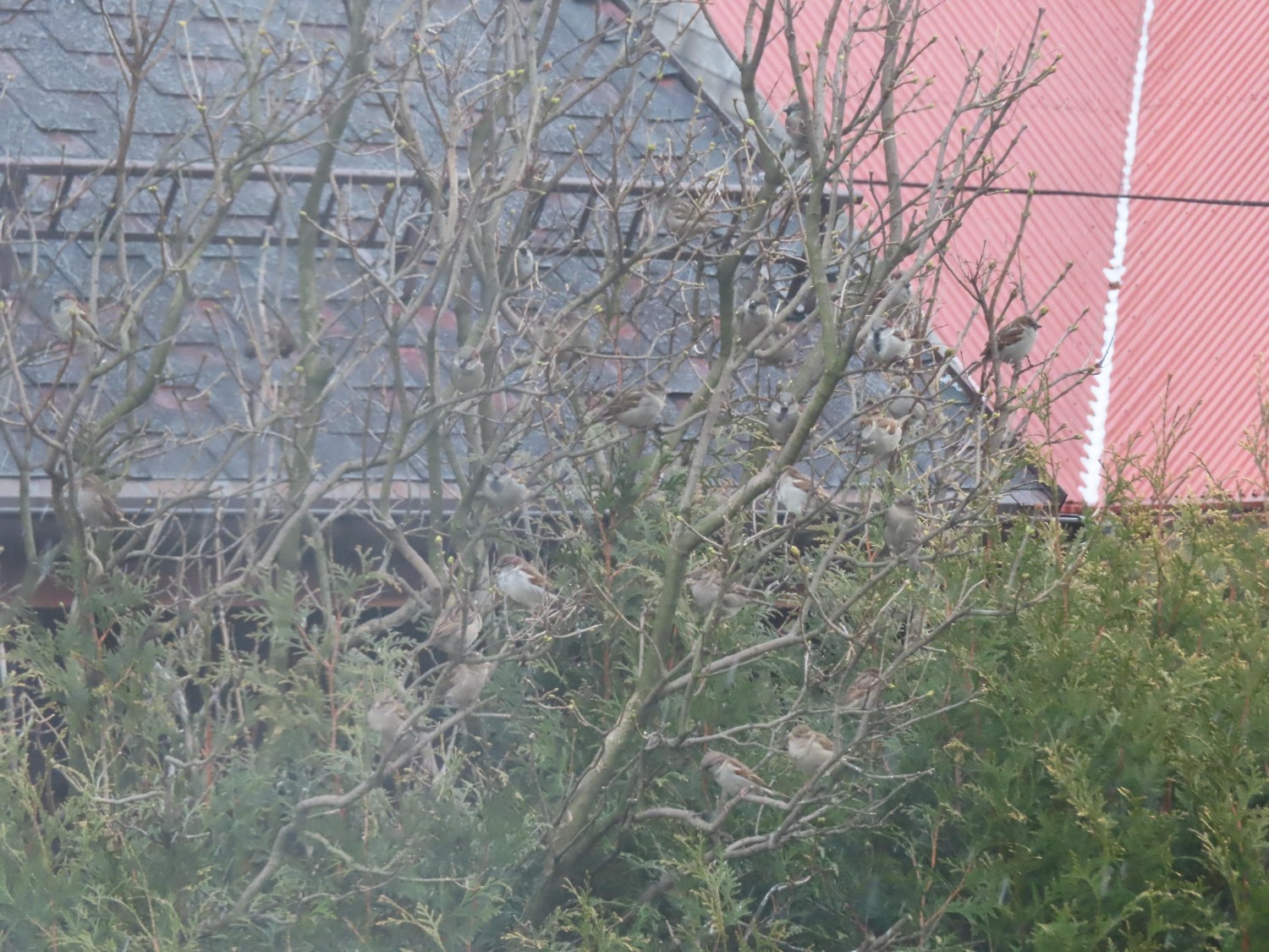 livebirdspoland_526d21e385f3ccac92b70c5a8d8f79c3.jpg