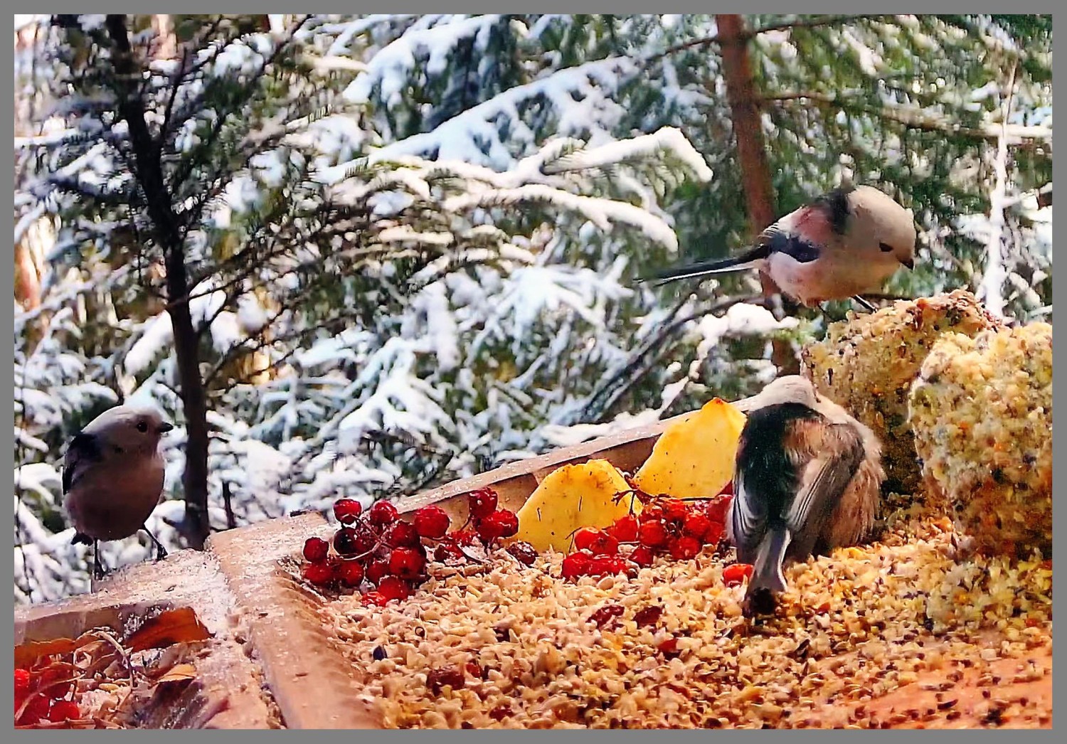 livebirdspoland_00b8ffd69b519374d29d3bb2b737f809.jpg