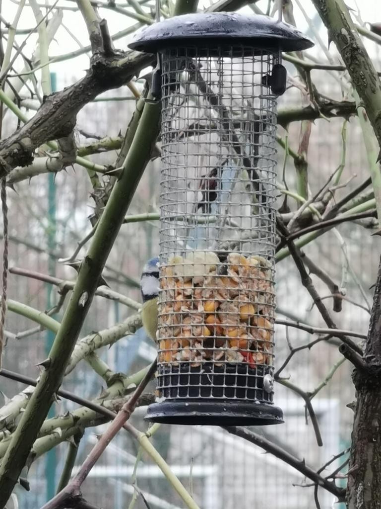 livebirdspoland_f0b09a8ce8b94815460c4b155b4bc8f8.jpg