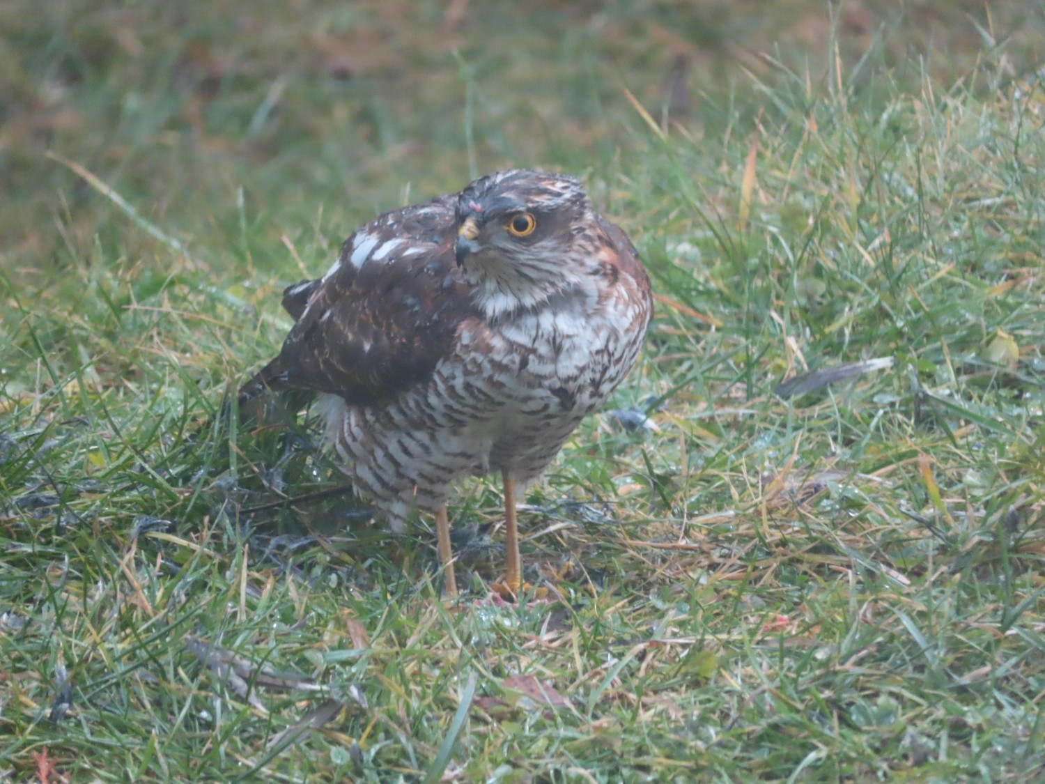 livebirdspoland_dfb8a64a790088ba56f4d99c7ebf910c.jpg
