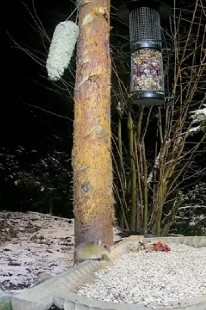 livebirdspoland_f305d3b19a22823d8b329e773208dc71.jpg