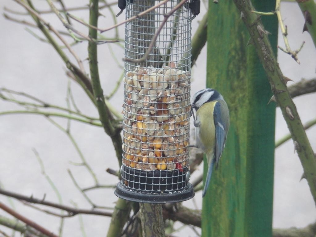livebirdspoland_56997ad0b8497a91300ffb9056599b8d.jpg