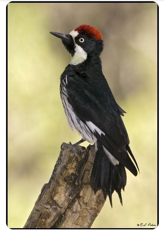 livebirdspoland_019c252bd9b6e2c52ab3c9721f7481bf.jpg