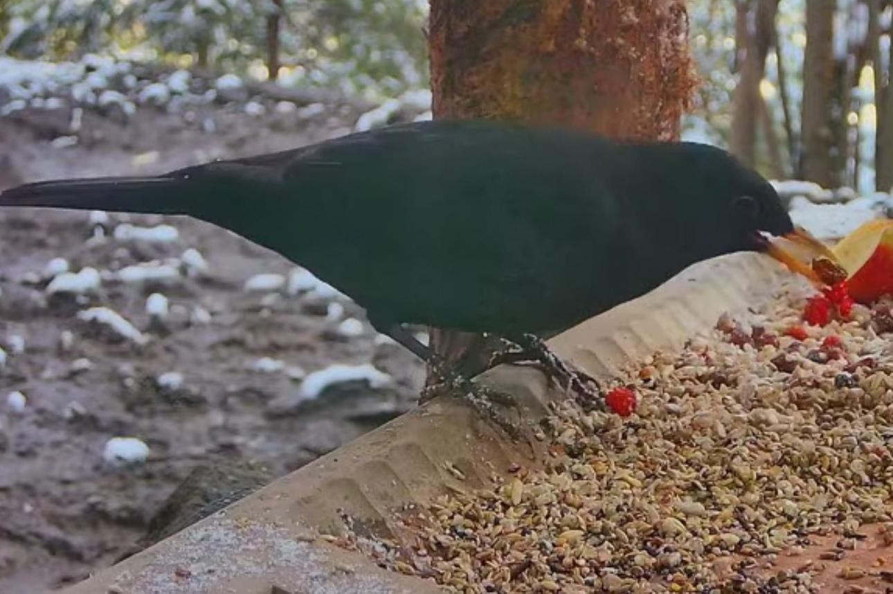 livebirdspoland_415ae7c6a8cbad38fcbf8888074f84aa.jpg