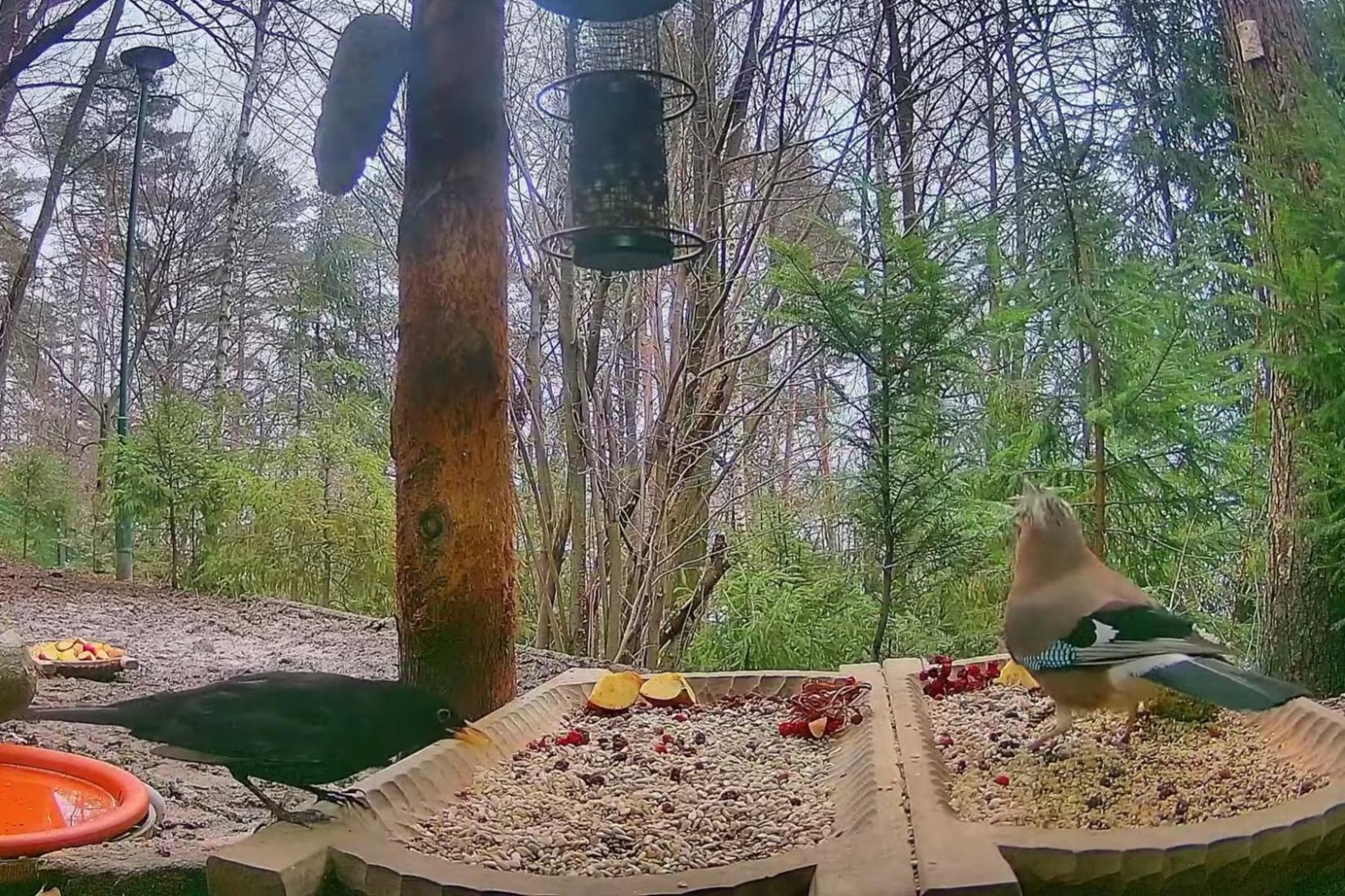 livebirdspoland_532df32ad03b5b26d38d7445eab72a33.jpg