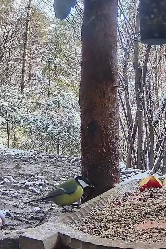 livebirdspoland_f858e7d5af27bc519a6472d84d746cc4.jpg