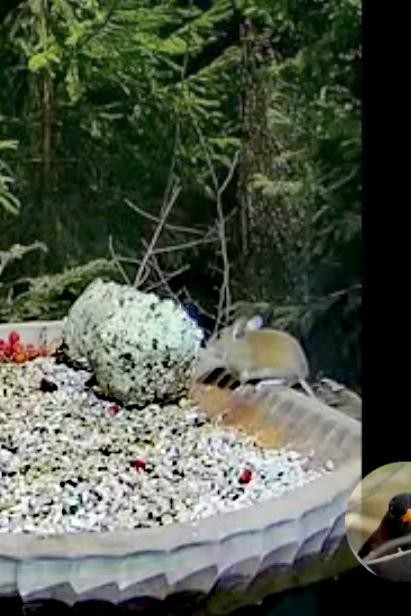 livebirdspoland_116e388fd7d308520eeeab0c1023acaa.jpg