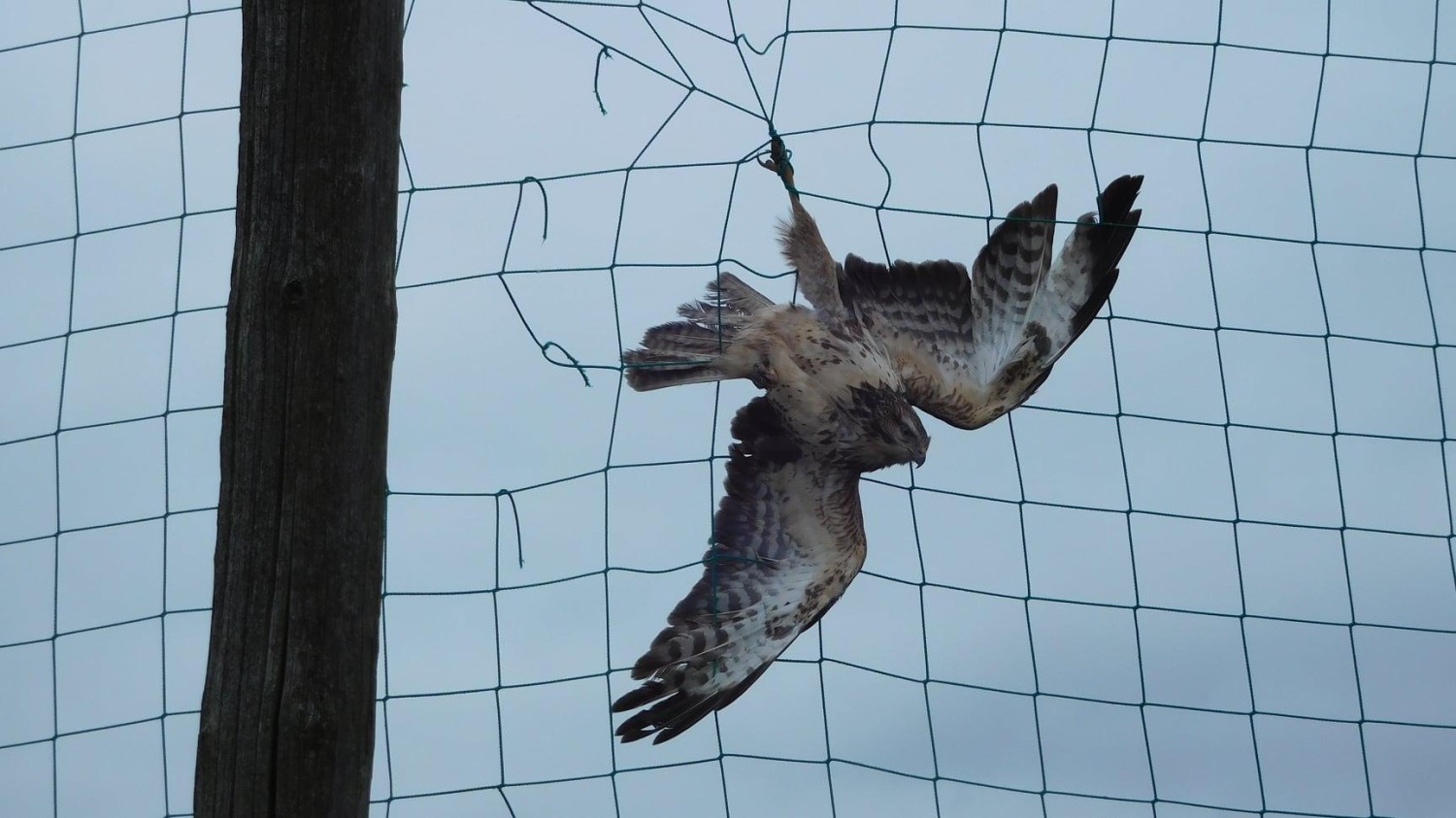 livebirdspoland_66448a7bf9d6cd95478f3af499589755.jpg