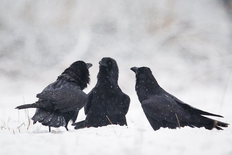 livebirdspoland_0fde4b56c4bbcb93d08f5e8979bbabb3.png
