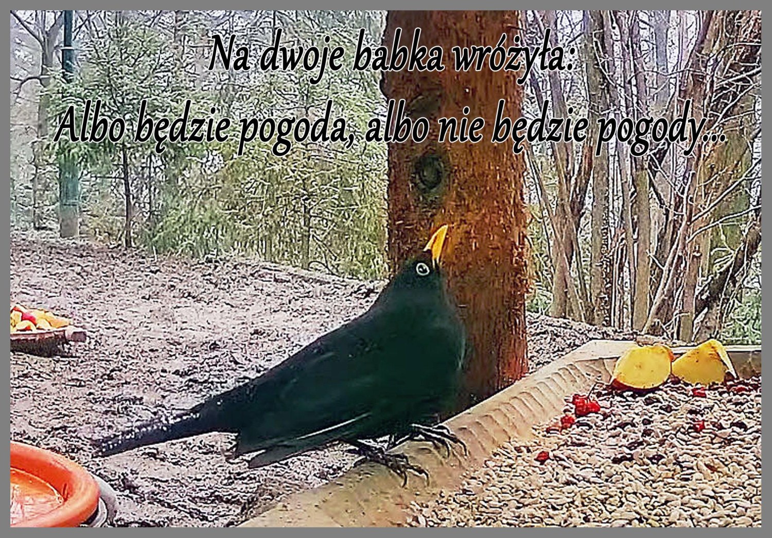livebirdspoland_93e2ecd0ac1f91130f7f482be6f8b742.jpg