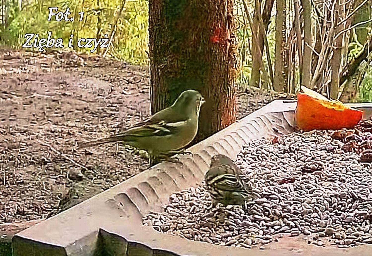 livebirdspoland_ca495d8ca088e9ee0e86a867c8f7a7e4.jpg