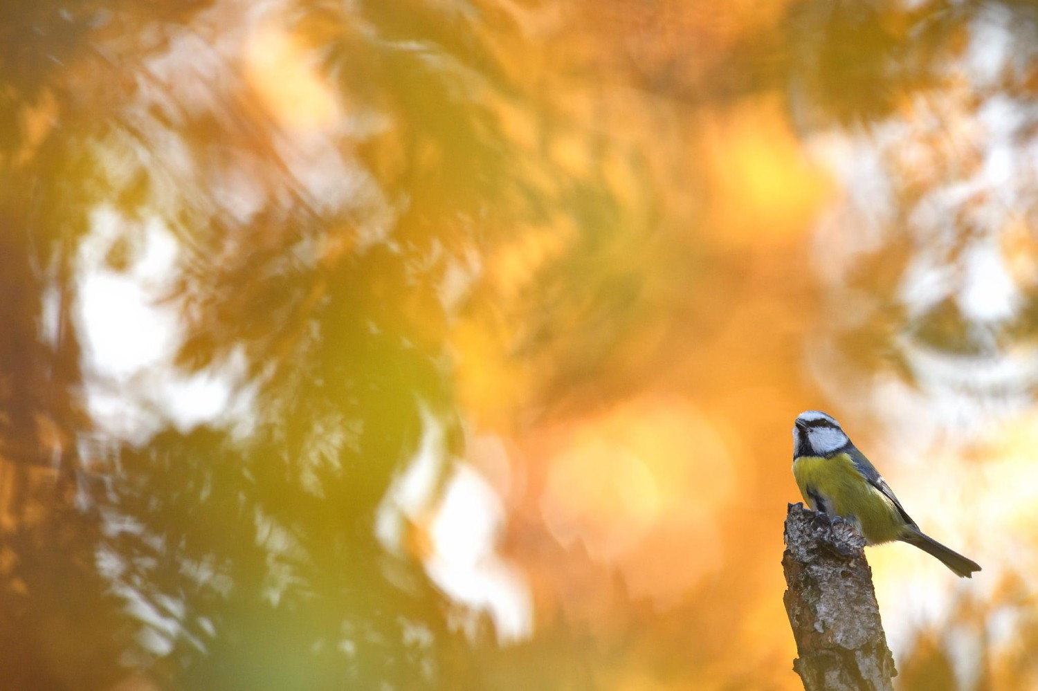 livebirdspoland_ac16cd8f793340a5b011d9969a84697a.jpg