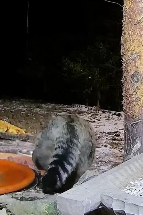 livebirdspoland_9e338ca7f266451ac58255d765f3b993.jpg