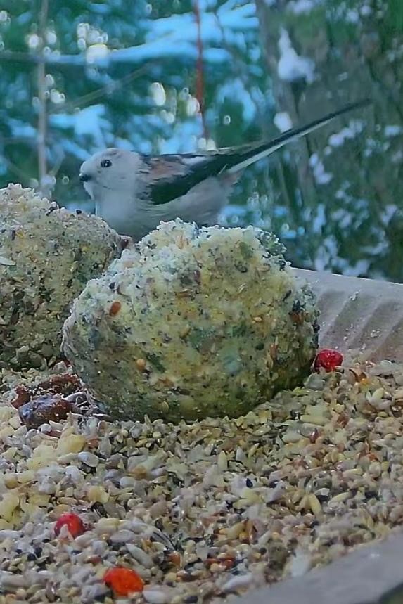 livebirdspoland_5154fa38c35eef7c414b6c5d63c9af92.jpg