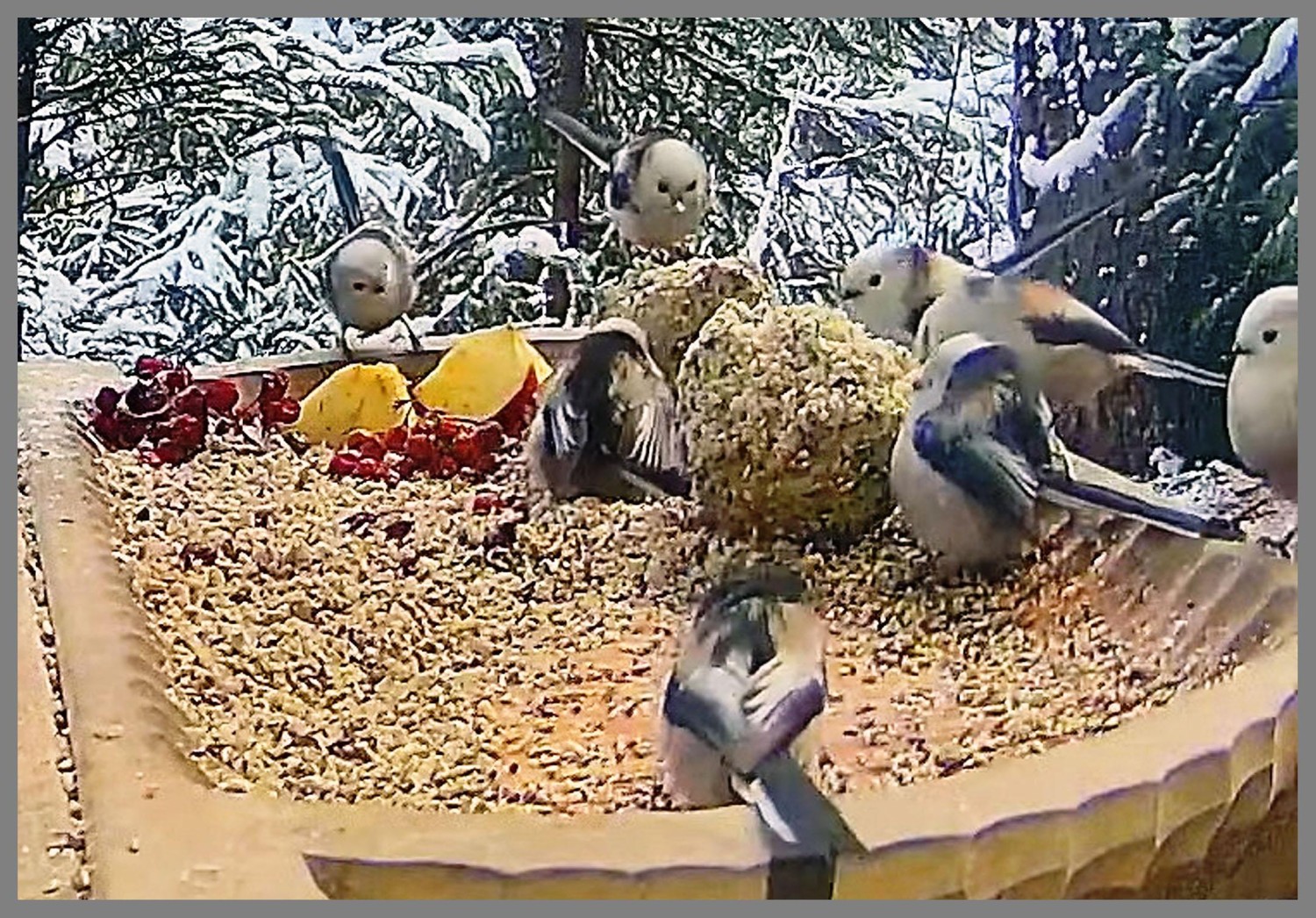 livebirdspoland_485189415ee86cc4300467a5b0e77096.jpg