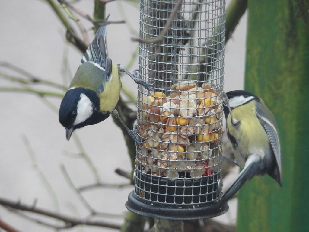 livebirdspoland_12c97f58385c4258258657658e8a1408.jpg