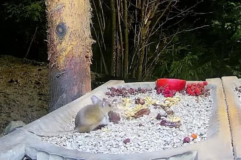 livebirdspoland_a73ed25d974a73e3350655d31d6a9da8.jpg