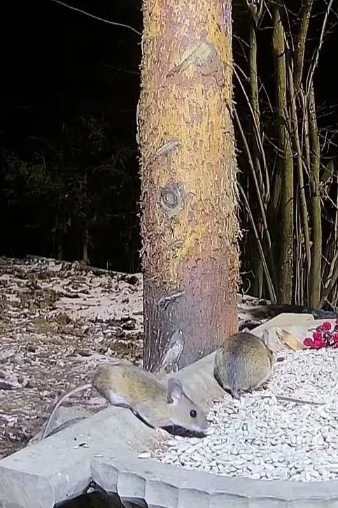 livebirdspoland_636e591b0048174c7545e9ba94806526.jpg