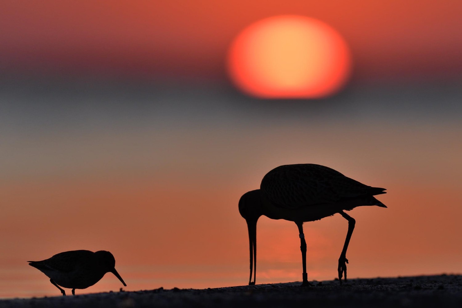 livebirdspoland_955e0746e2dbdceb3cf1095ee8f74ed6.jpg