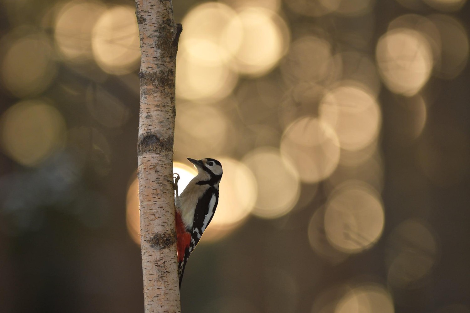 livebirdspoland_463441201b2fe7808adf94f6388d6bb1.jpg