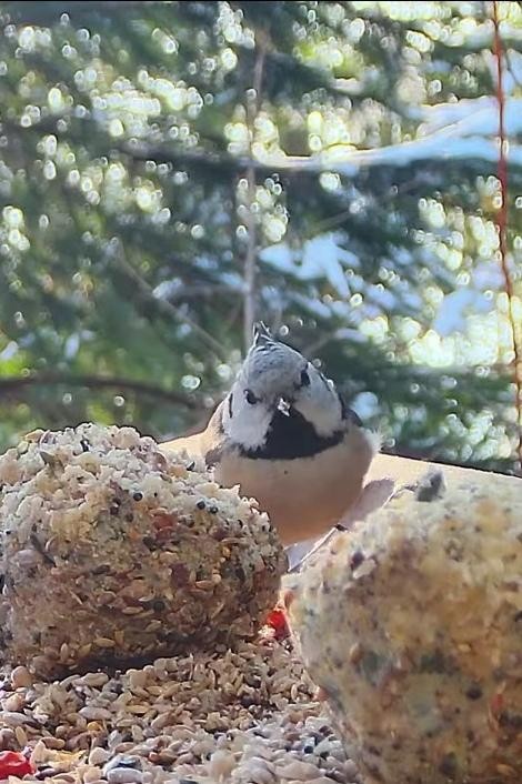 livebirdspoland_e19f6f844165290d956656d59c1236ac.jpg