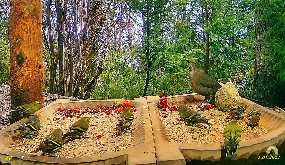 livebirdspoland_373379218cf2ff621c4e380261db443e.png