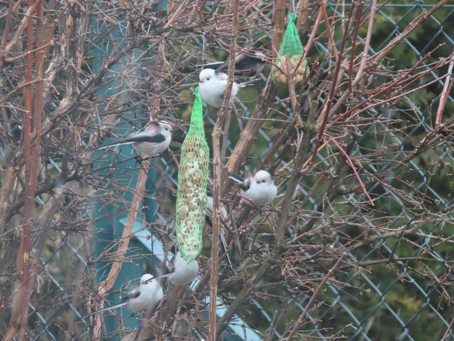 livebirdspoland_88c1e7ad16d96b5f0bd8ab0c70730b13.jpg