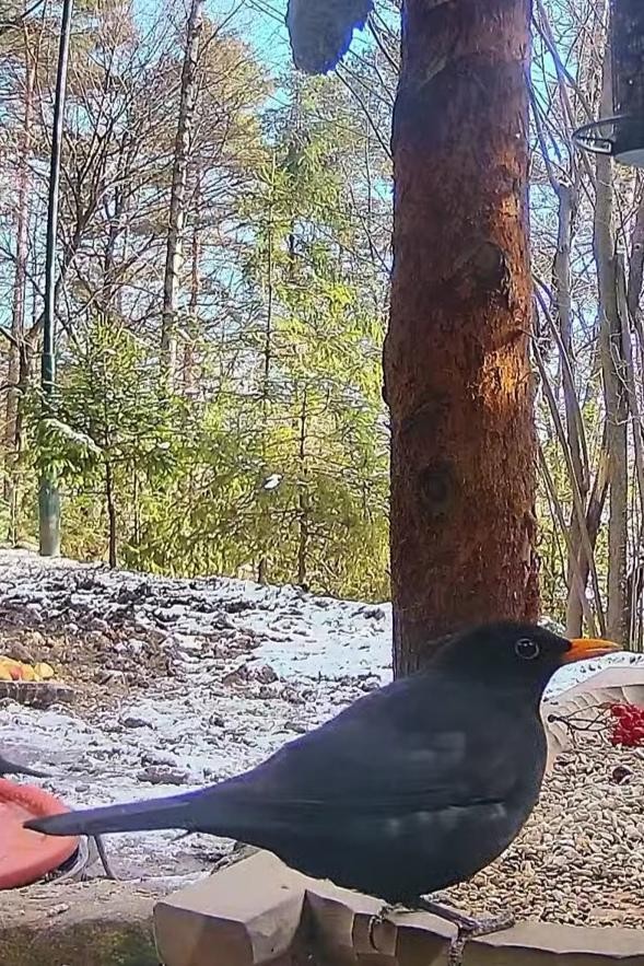 livebirdspoland_b28159b11f893f6d13b8f8aca911feb8.jpg