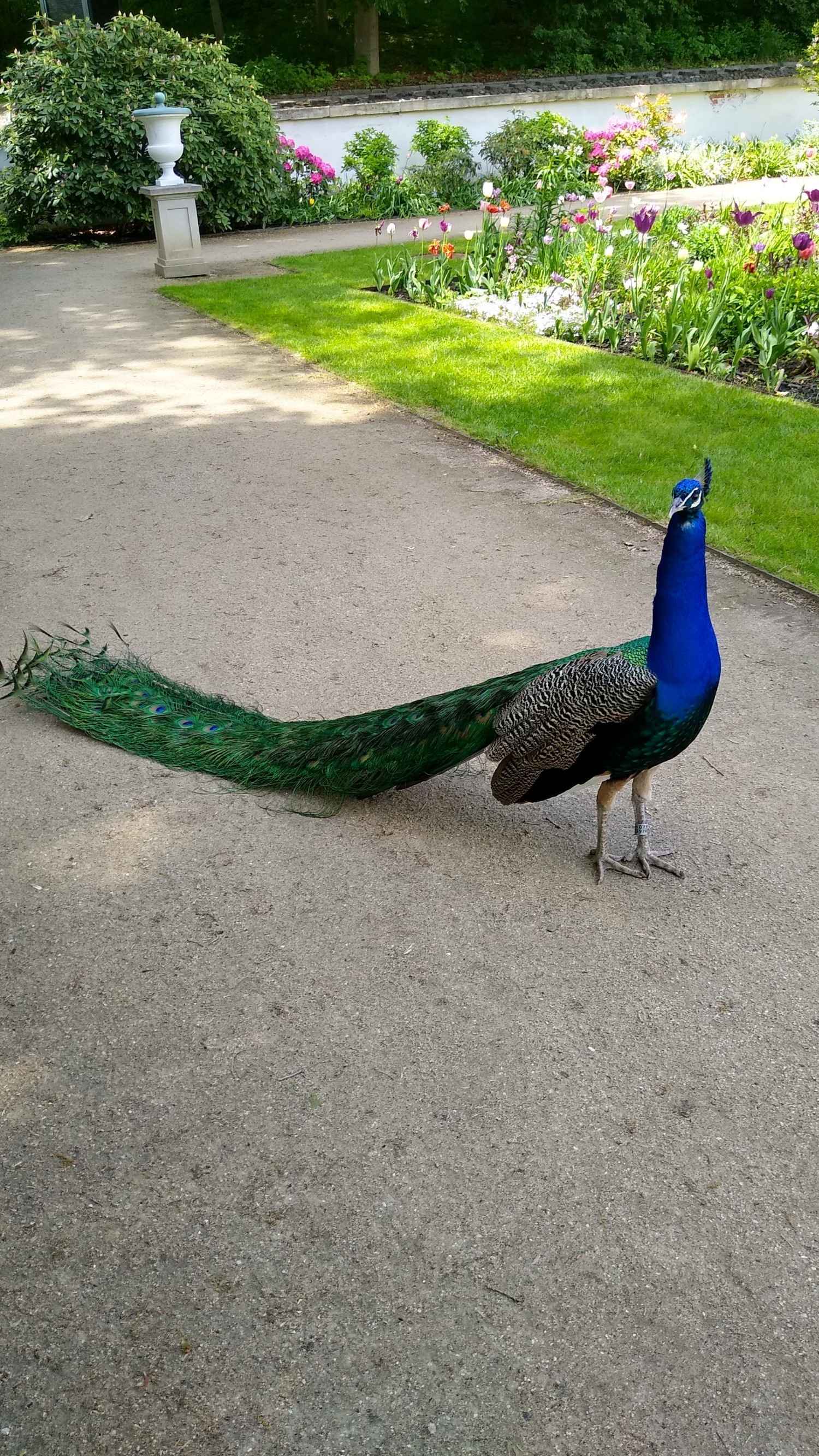 livebirdspoland_a96b7ab3a9c2ca6e53b5f921cc1cd0d5.jpg