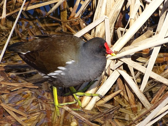 livebirdspoland_a53c006cf5b374c6162e2284a4c3458a.png