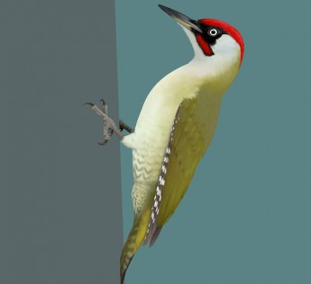 livebirdspoland_4da577d397f45eef082dbacddc639b63.png
