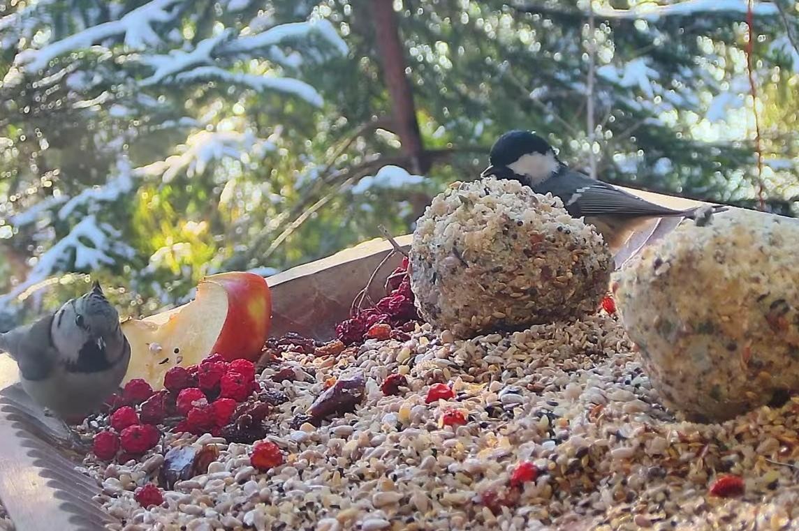 livebirdspoland_bff1ff7772fd5c2b55bef13b8e33203b.jpg