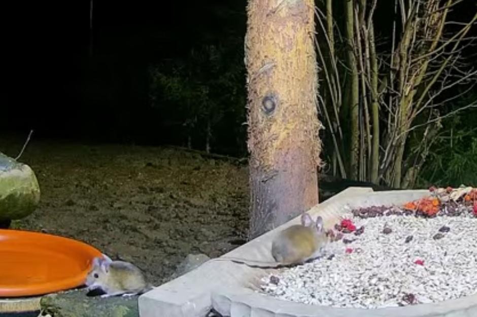 livebirdspoland_5f895e24a47185d5a58fc50f0dbf7ac0.jpg