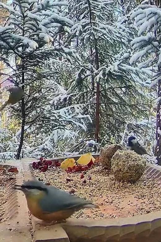 livebirdspoland_b6f5f1c09d6493ffcd1e6f825e2353a3.jpg