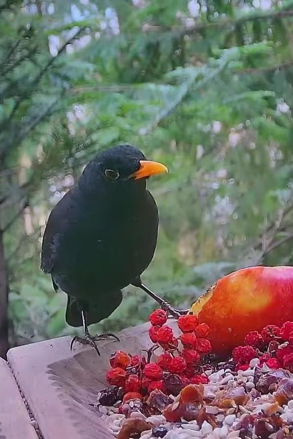 livebirdspoland_021629db51212161f0fbdaa2bf866537.jpg