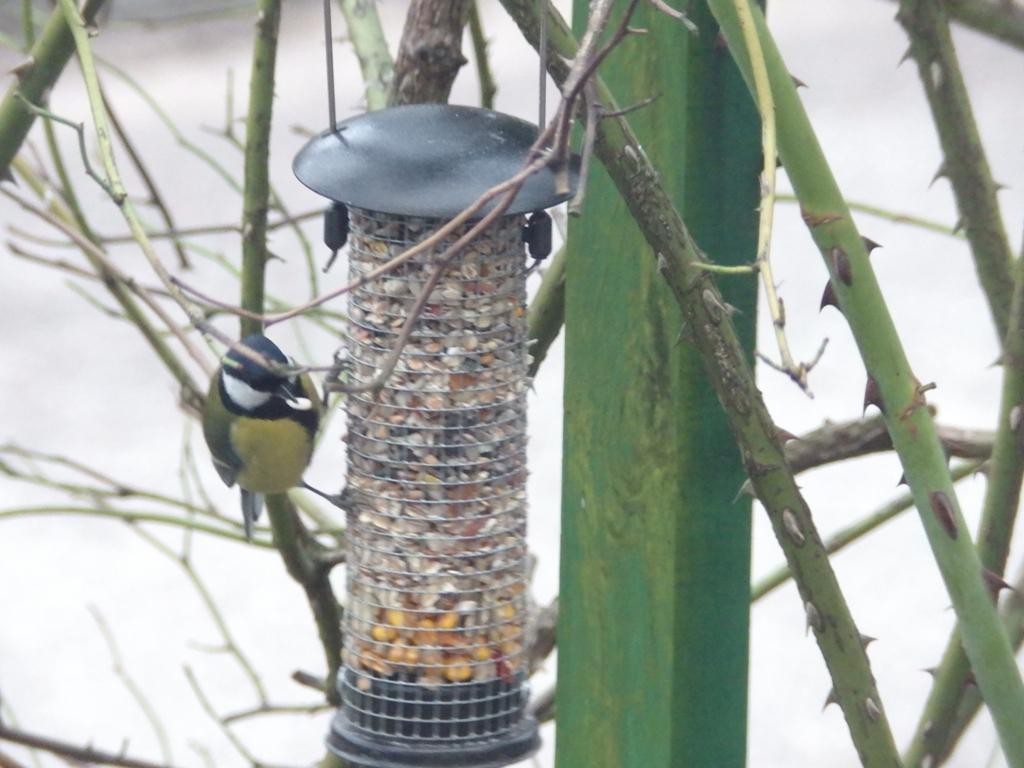 livebirdspoland_e4efd8a4f967f037b230b7cfce0f9cfe.jpg