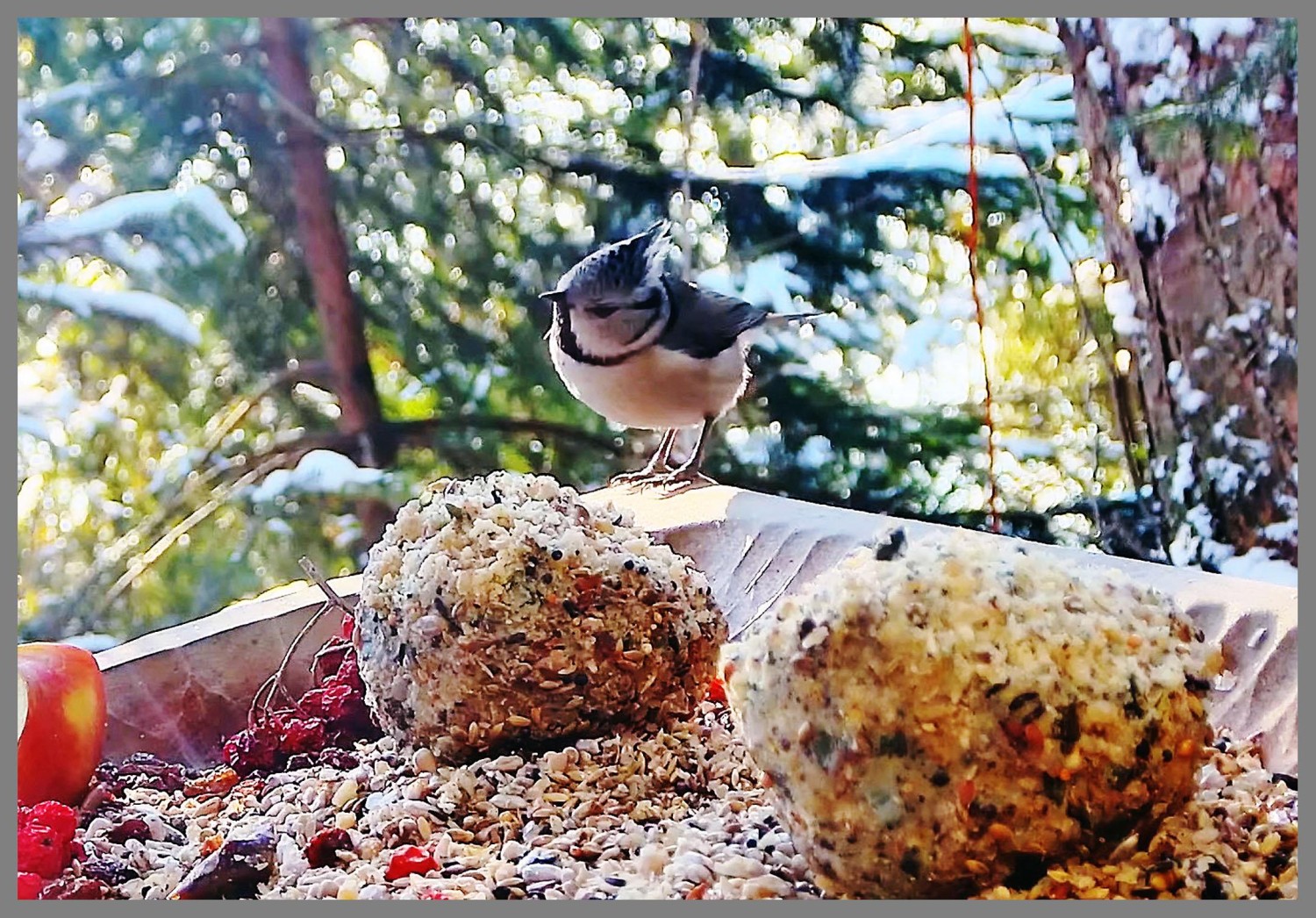 livebirdspoland_04c10b20345511d2049a0d4b3a70e933.jpg