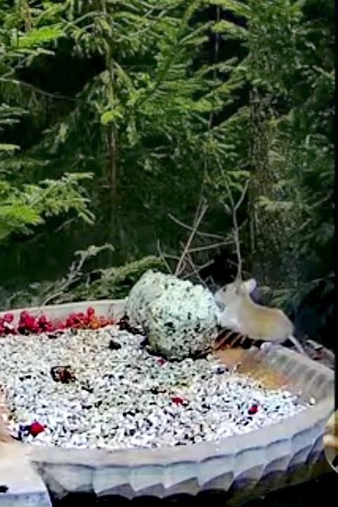 livebirdspoland_c2ac66796df136cea000b0a58136f487.jpg
