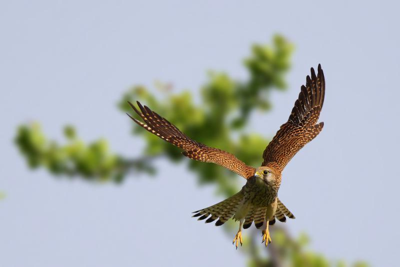 livebirdspoland_24fff26f090bdc91a9a70849bb0aaef7.png
