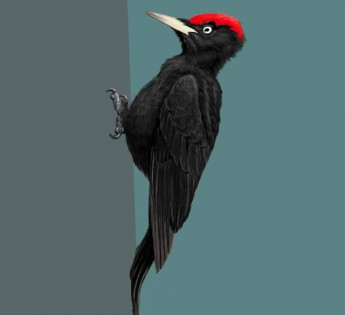 livebirdspoland_6aca6ee7ad328a13d8437577dccdc0ce.png