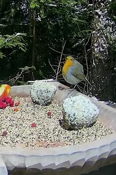 livebirdspoland_f6df57744c1f62fa30515589907b237c.jpg
