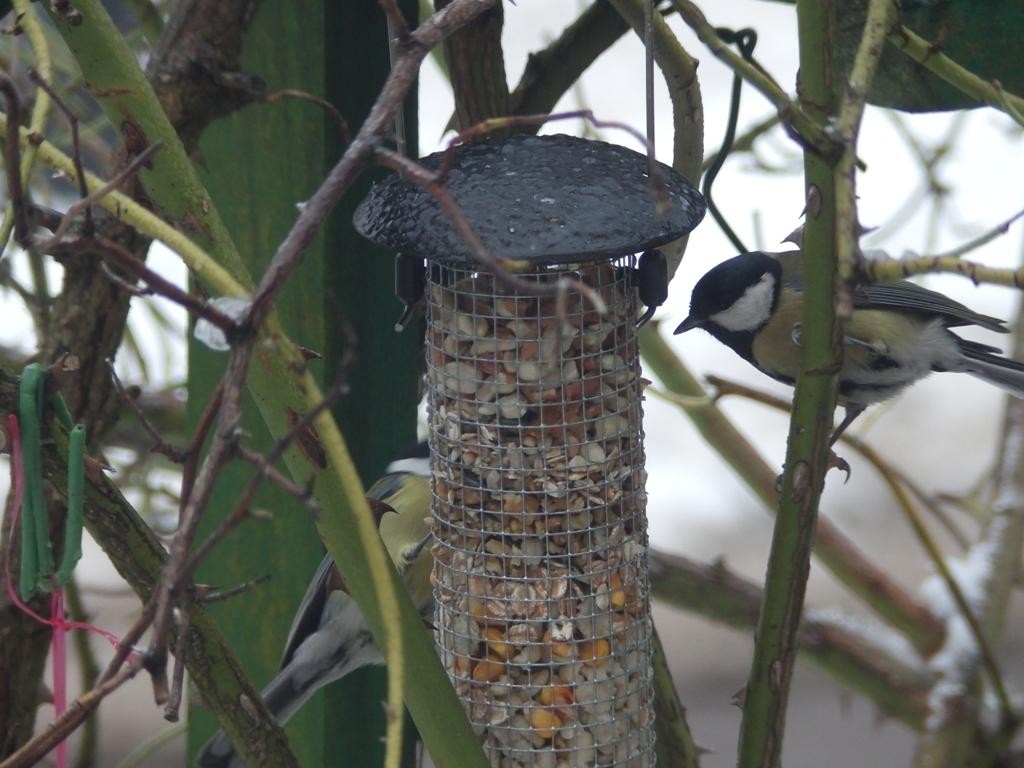 livebirdspoland_22206fd0e7adcdf7b7f1df034ee4bbdc.jpg
